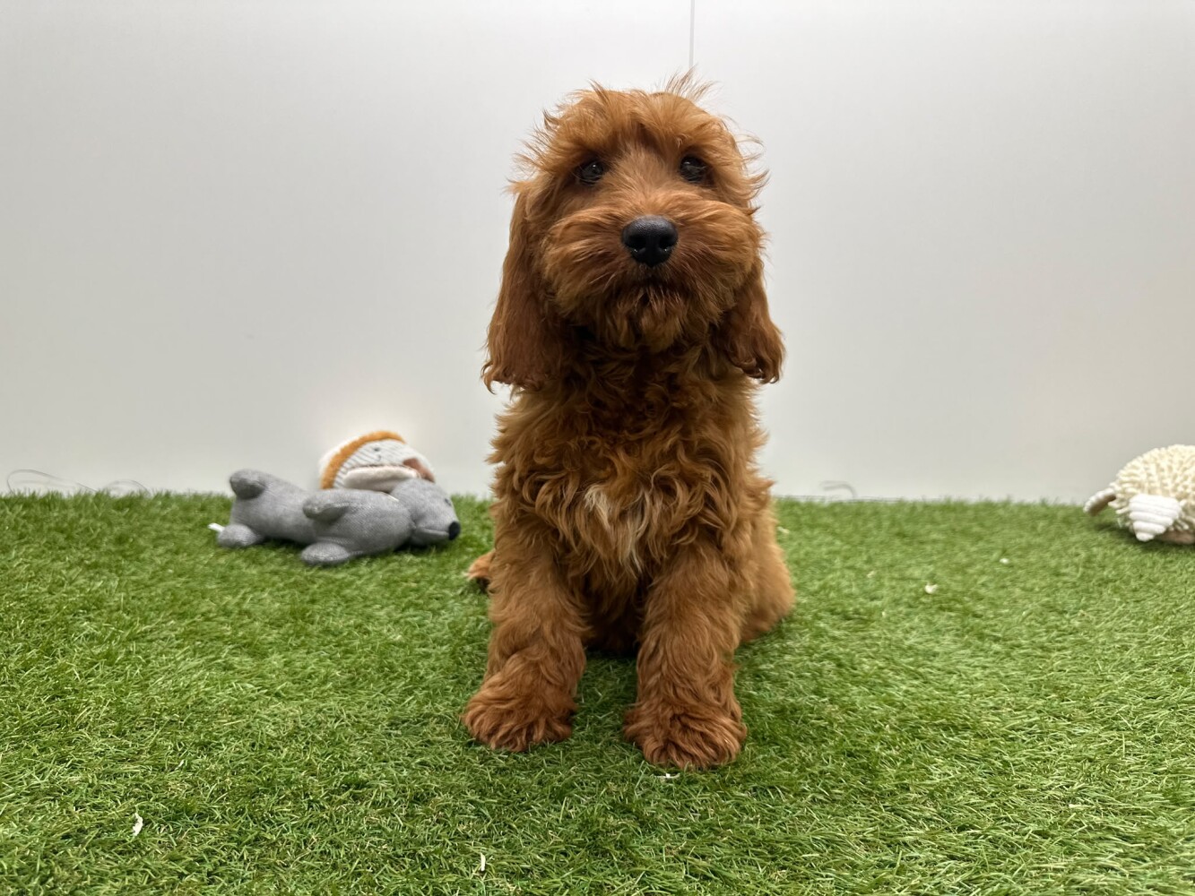 Cockapoo Mannelijk Abricot - PUP-ID 014729445 | Dierenhof Debrabandere