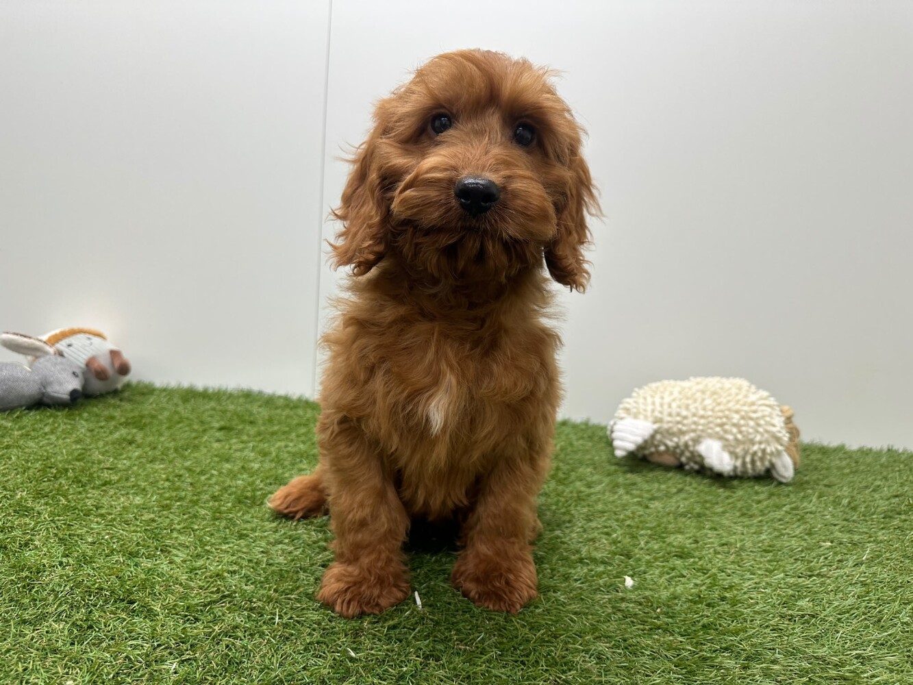 Cockapoo Mannelijk Abricot - PUP-ID 014729448 | Dierenhof Debrabandere