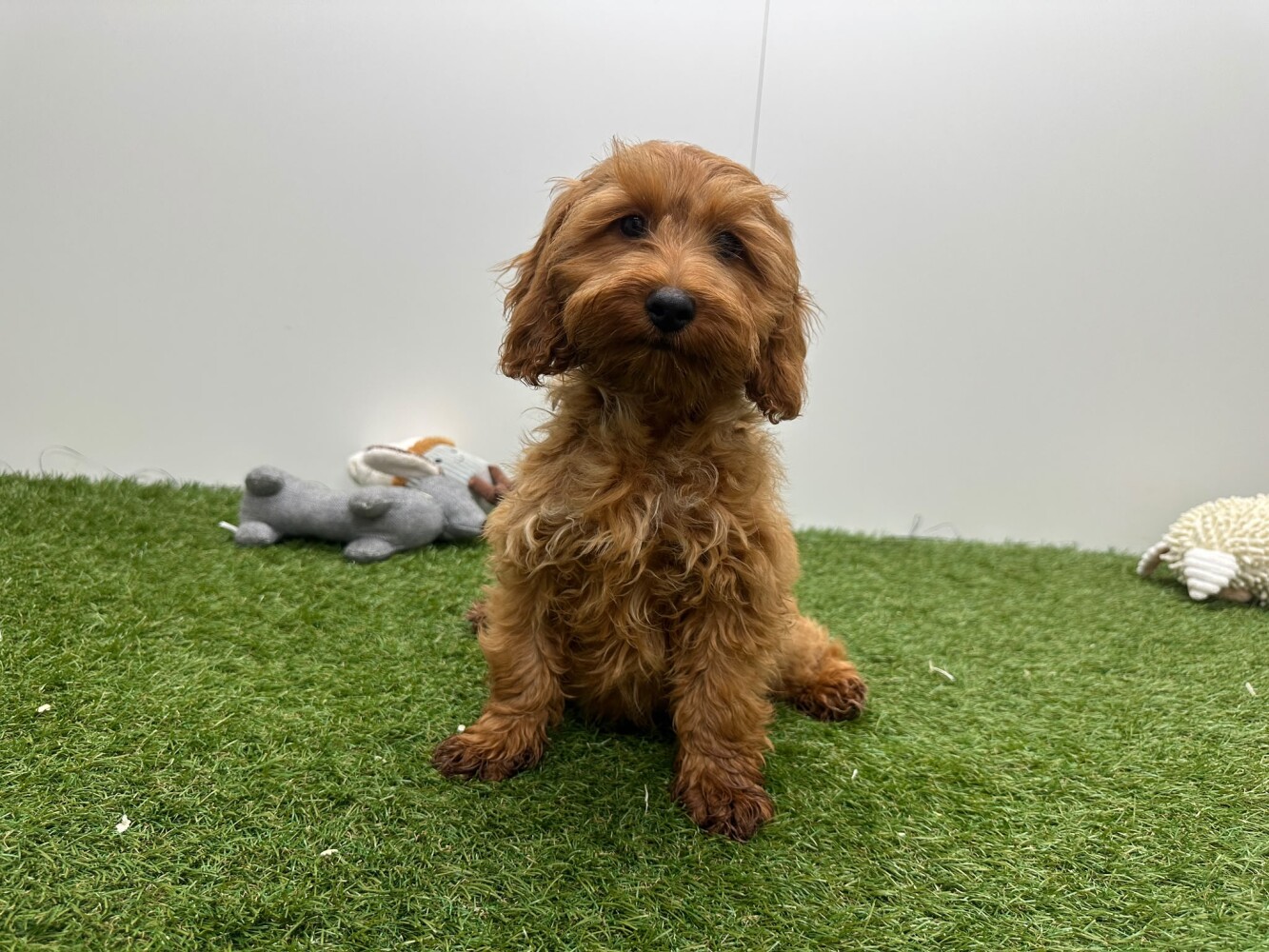 Cockapoo Vrouwelijk Abricot - PUP-ID 014729450 | Dierenhof Debrabandere