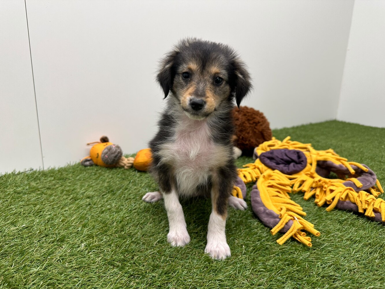Crossbreed Female Tricolor - PUP-ID 014729821 | Dierenhof Debrabandere