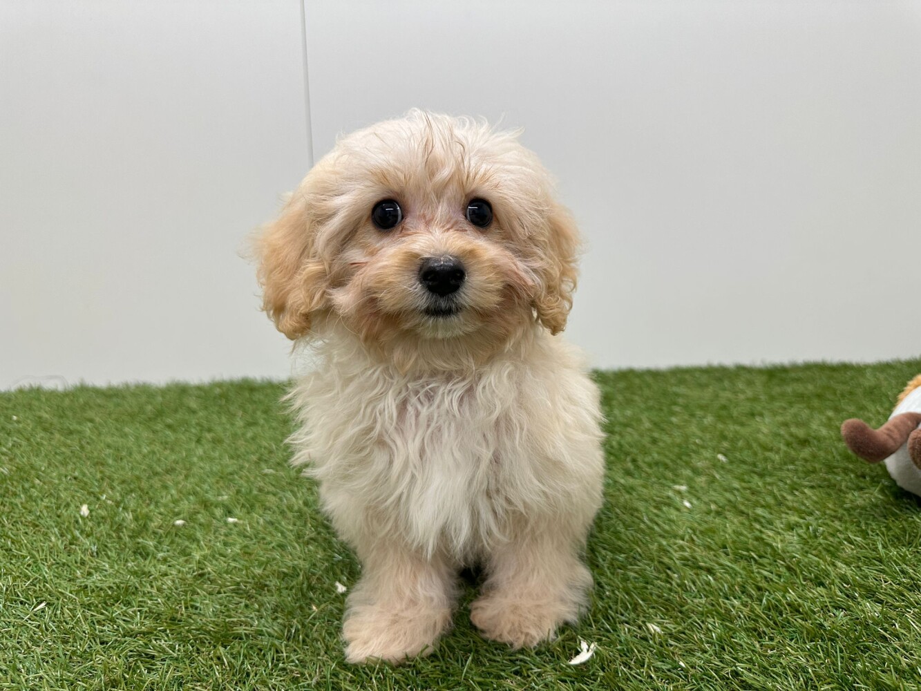 Maltipoo Mannelijk Creme - PUP-ID 014729893 | Dierenhof Debrabandere