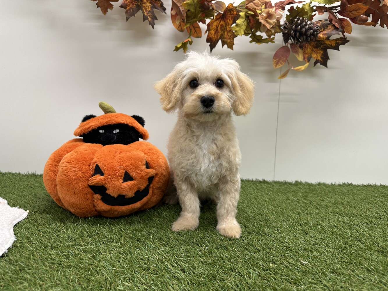 Maltipoo Mannelijk Creme - PUP-ID 014729893 | Dierenhof Debrabandere