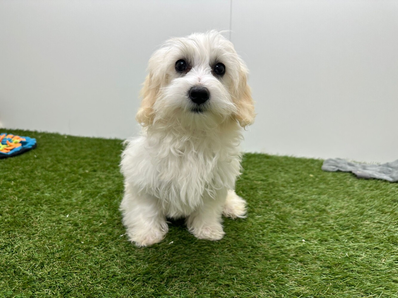 Maltipoo