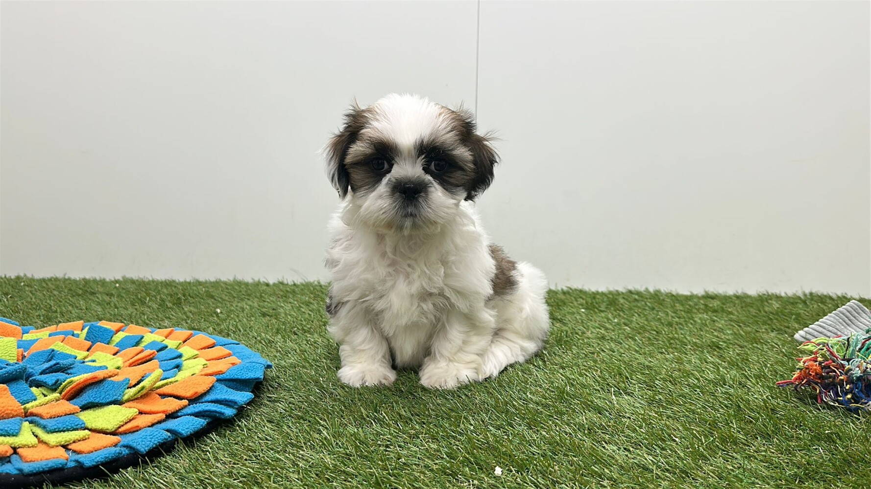 Shih Tzu