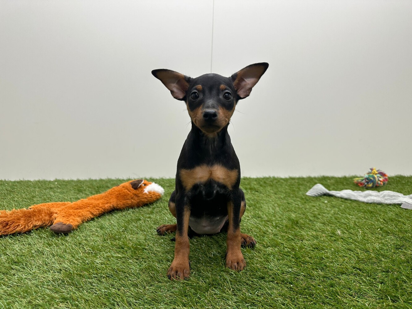 Pinscher