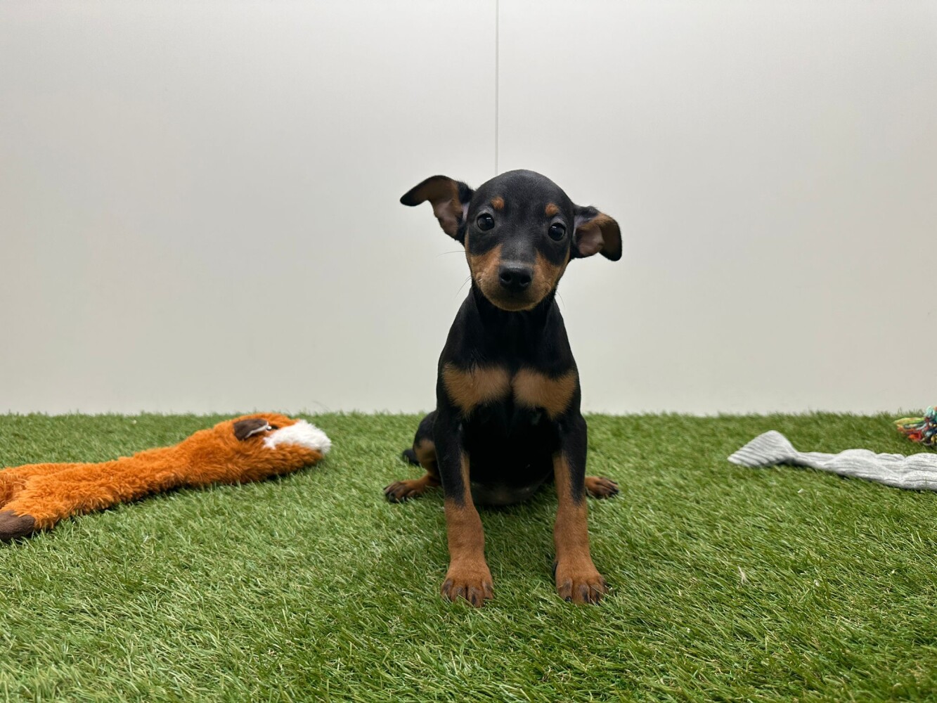 Pinscher