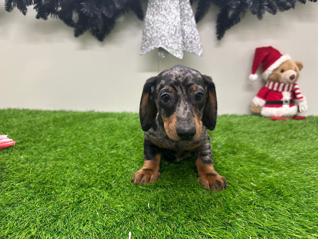 Dachshund