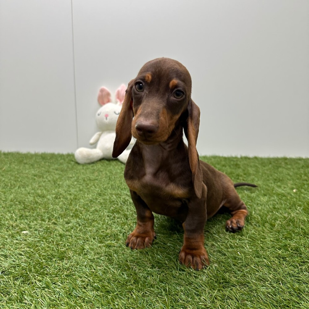 Teckel Mannelijk Chocolat en Tan - PUP-ID 015540622 | Dierenhof Debrabandere