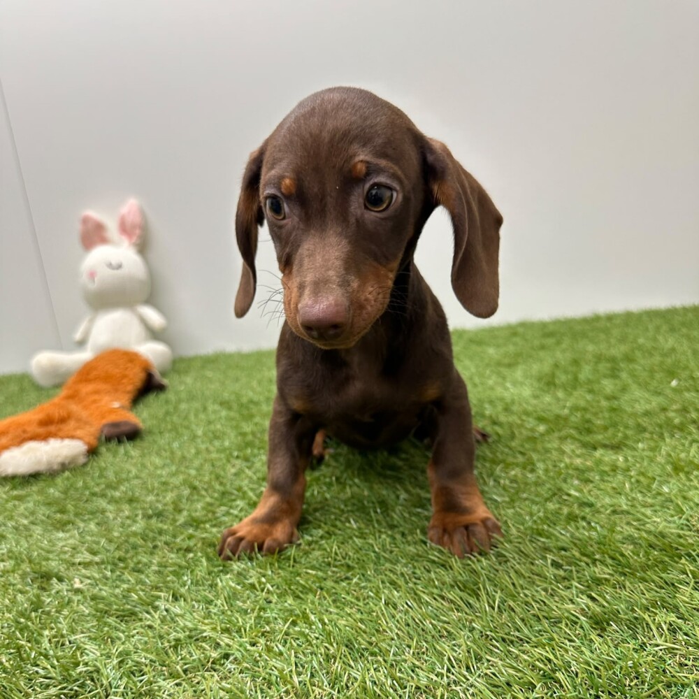 Teckel Mannelijk Chocolat en Tan - PUP-ID 015540624 | Dierenhof Debrabandere