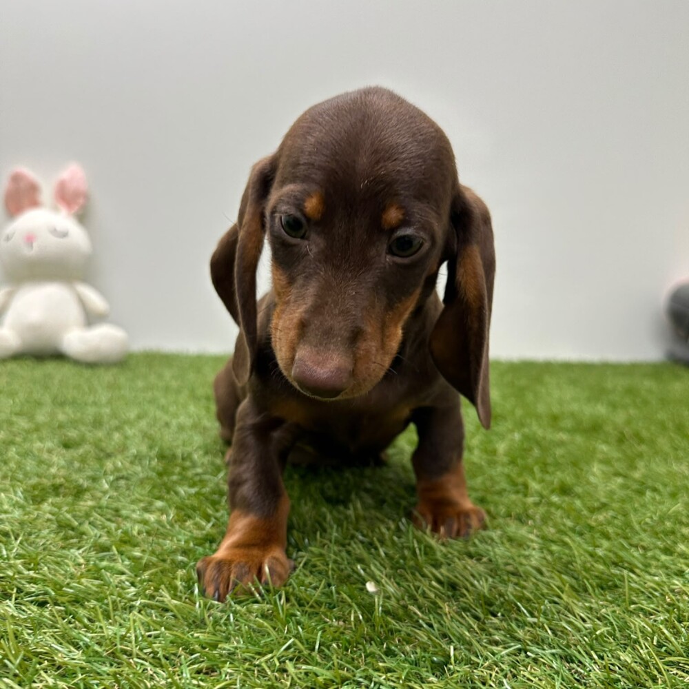 Teckel Vrouwelijk Chocolat en Tan - PUP-ID 015540630 | Dierenhof Debrabandere