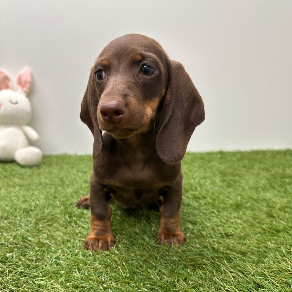 Teckel Vrouwelijk Chocolat en Tan - PUP-ID 015540632 | Dierenhof Debrabandere