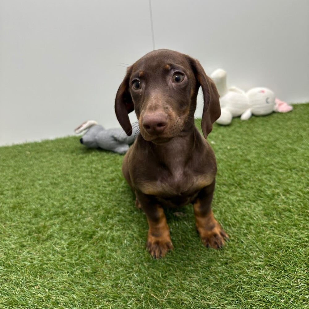 Teckel Vrouwelijk Chocolat en Tan - PUP-ID 015540633 | Dierenhof Debrabandere
