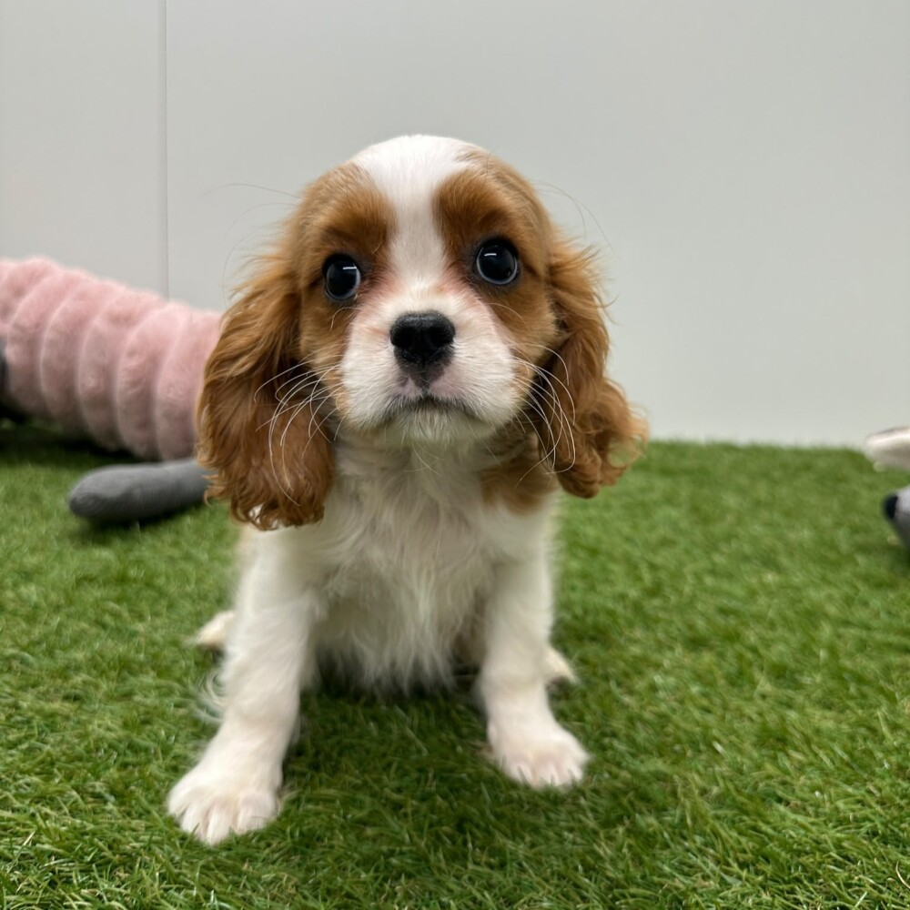 Cavalier King Charles Spaniel Femelle Blenheim - PUP-ID 015540651 | Dierenhof Debrabandere