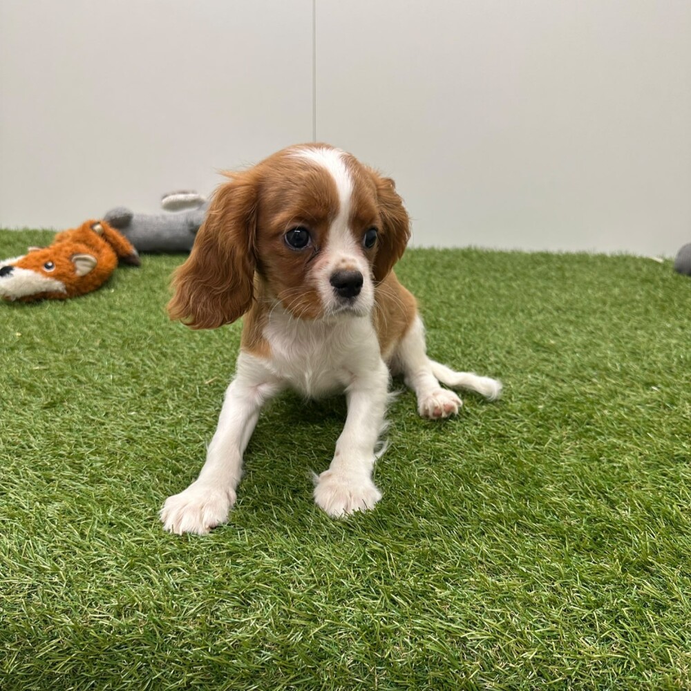 Cavalier King Charles Spaniel Vrouwelijk Blenheim - PUP-ID 015540653 | Dierenhof Debrabandere