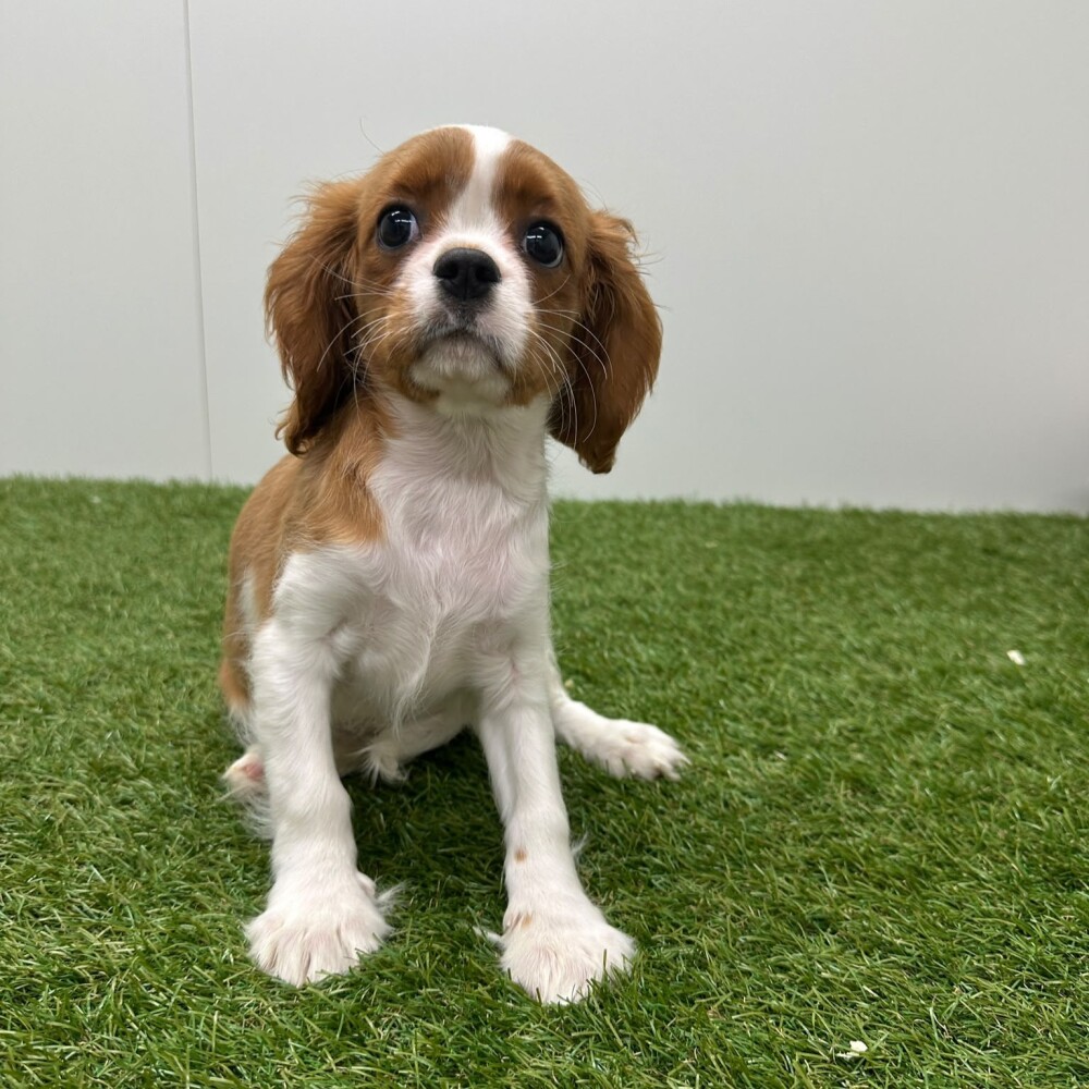 Cavalier King Charles Spaniel Vrouwelijk Blenheim - PUP-ID 015540655 | Dierenhof Debrabandere