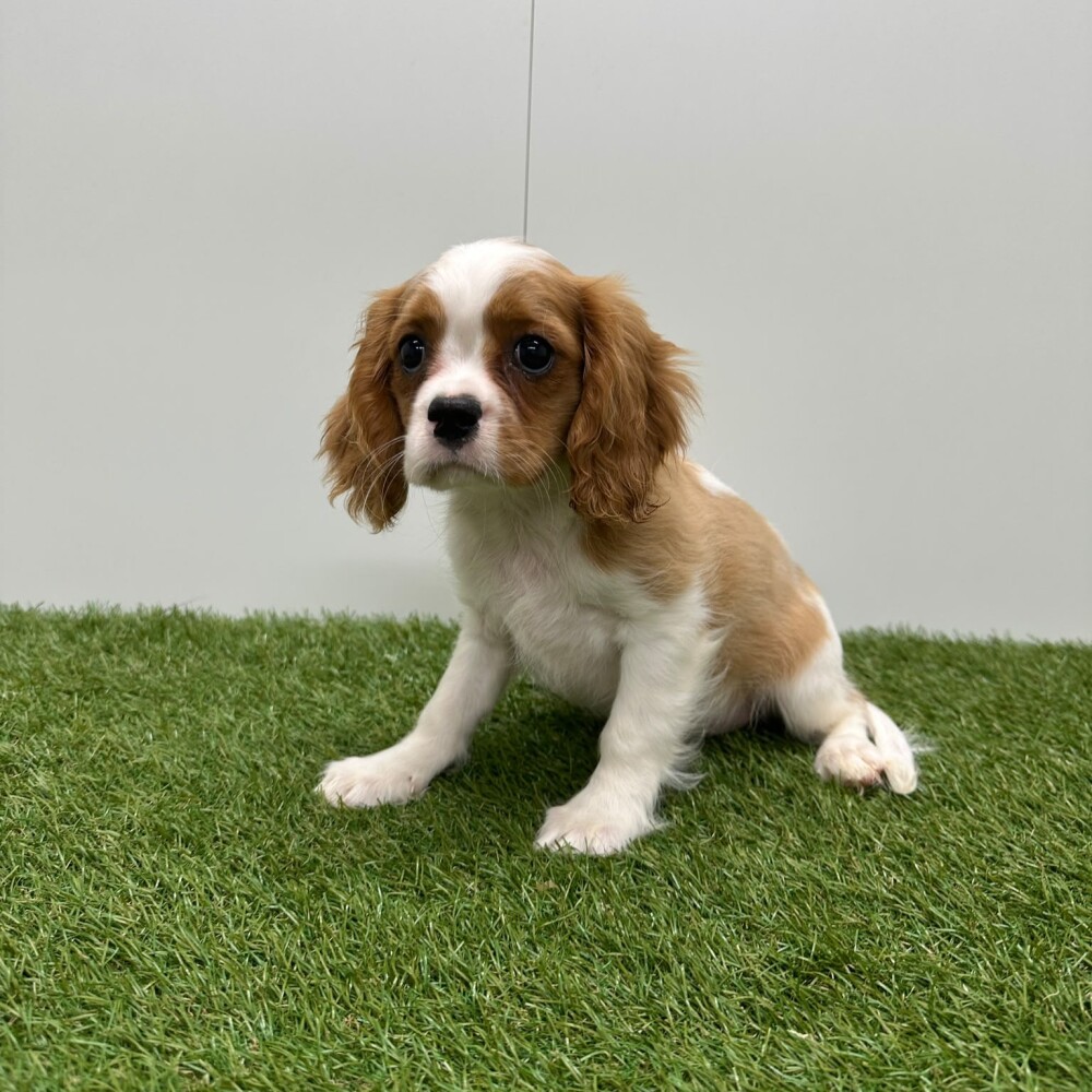 Cavalier King Charles Spaniel Mannelijk Blenheim - PUP-ID 015540660 | Dierenhof Debrabandere