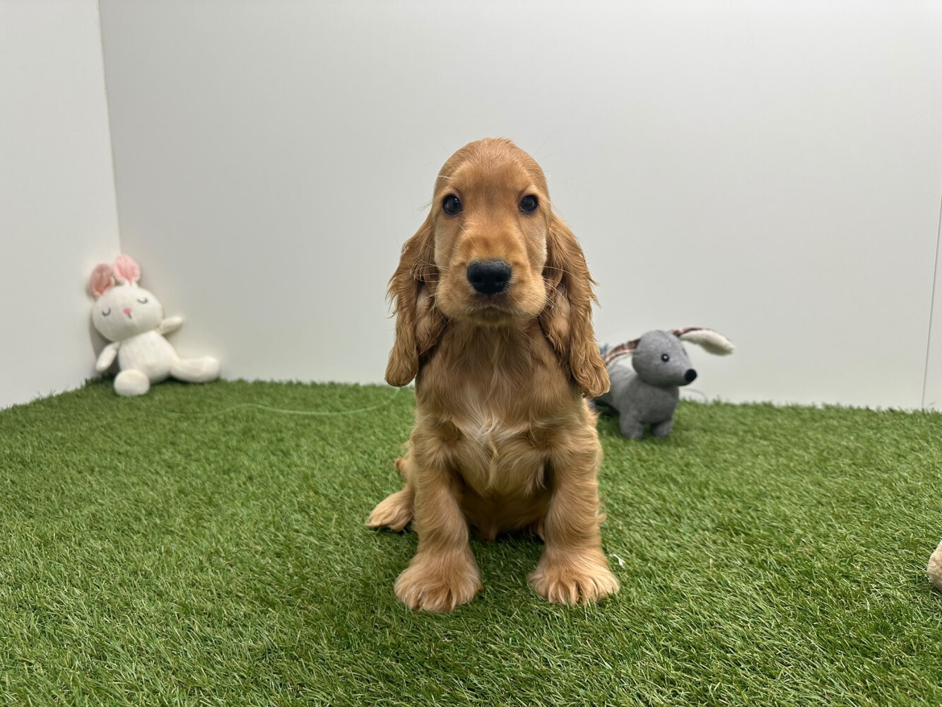 Engelse Cocker Spaniel Mannelijk Gold - PUP-ID 015540682 | Dierenhof Debrabandere