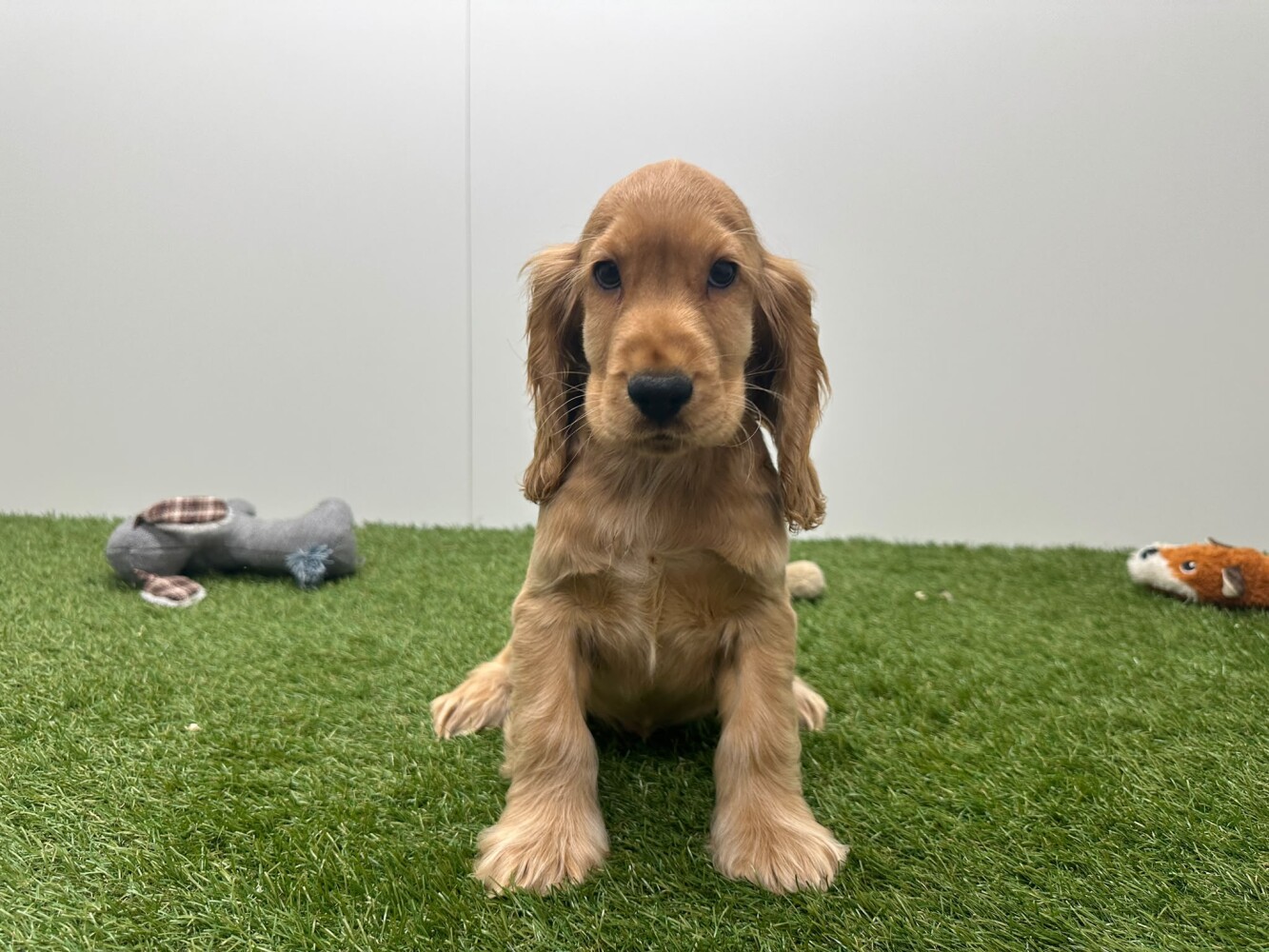Engelse Cocker Spaniel Mannelijk Gold - PUP-ID 015540683 | Dierenhof Debrabandere