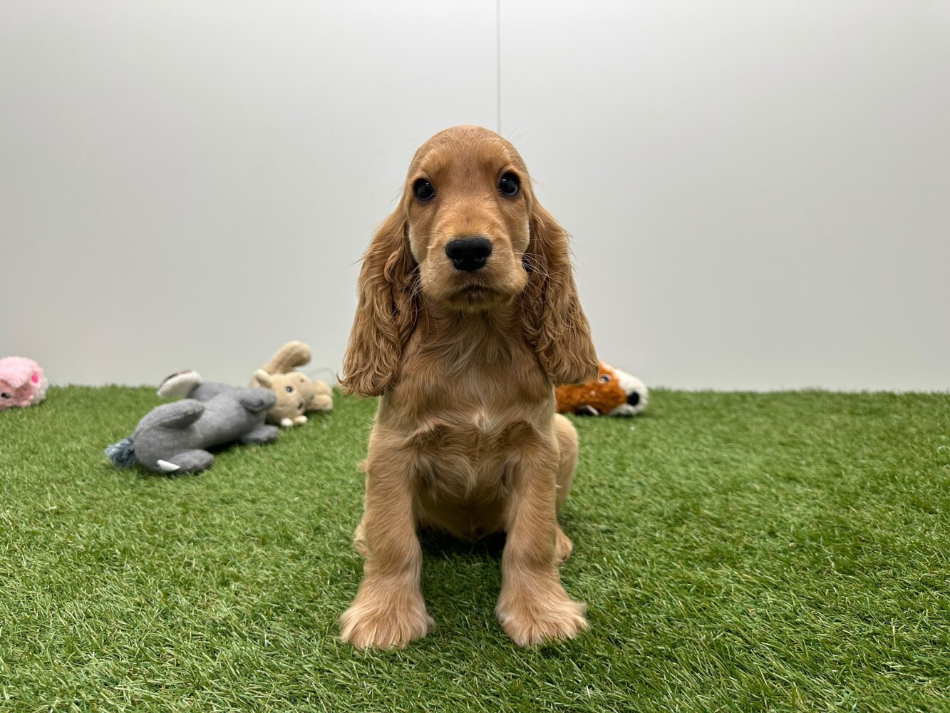 Engelse Cocker Spaniel Vrouwelijk Gold - PUP-ID 015540685 | Dierenhof Debrabandere