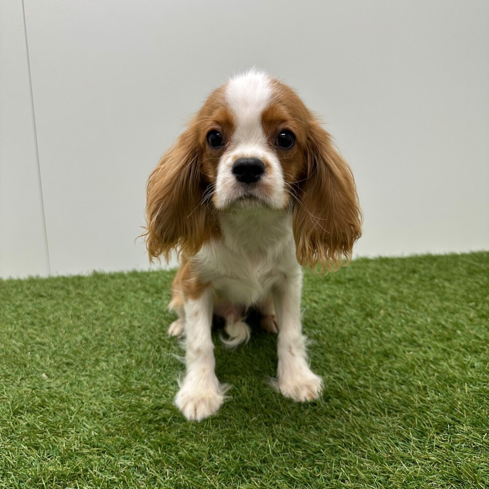 Cavalier King Charles Spaniel Male Blenheim - PUP-ID 015540686 | Dierenhof Debrabandere