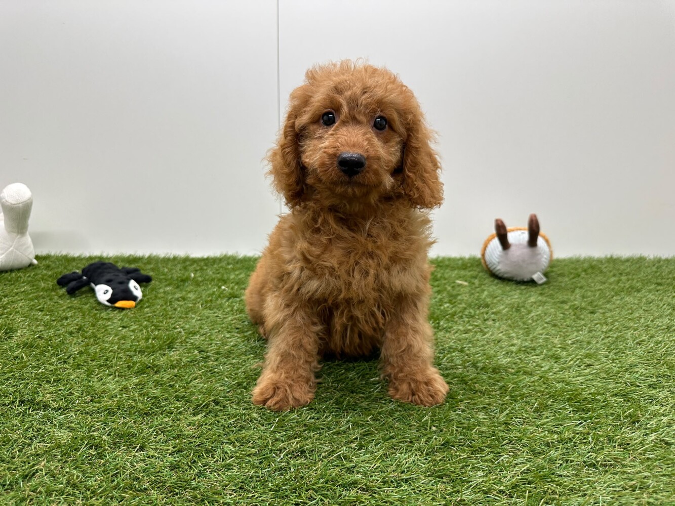 Maltipoo Male Apricot - PUP-ID 015541247 | Dierenhof Debrabandere