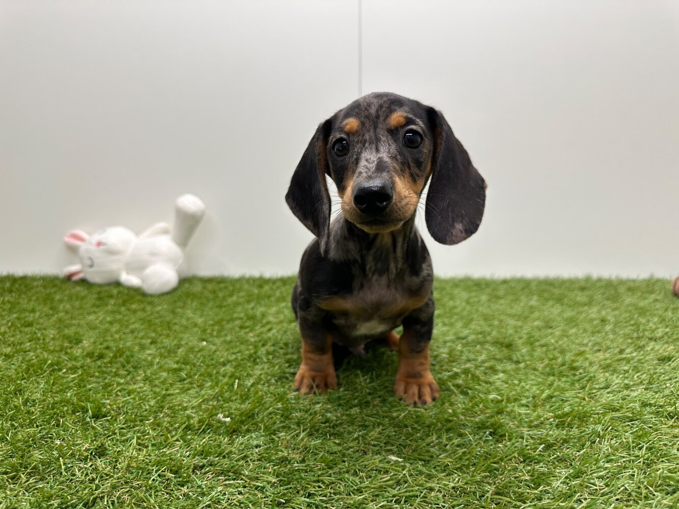 Dachshund Male Merle - PUP-ID 015541257 | Dierenhof Debrabandere