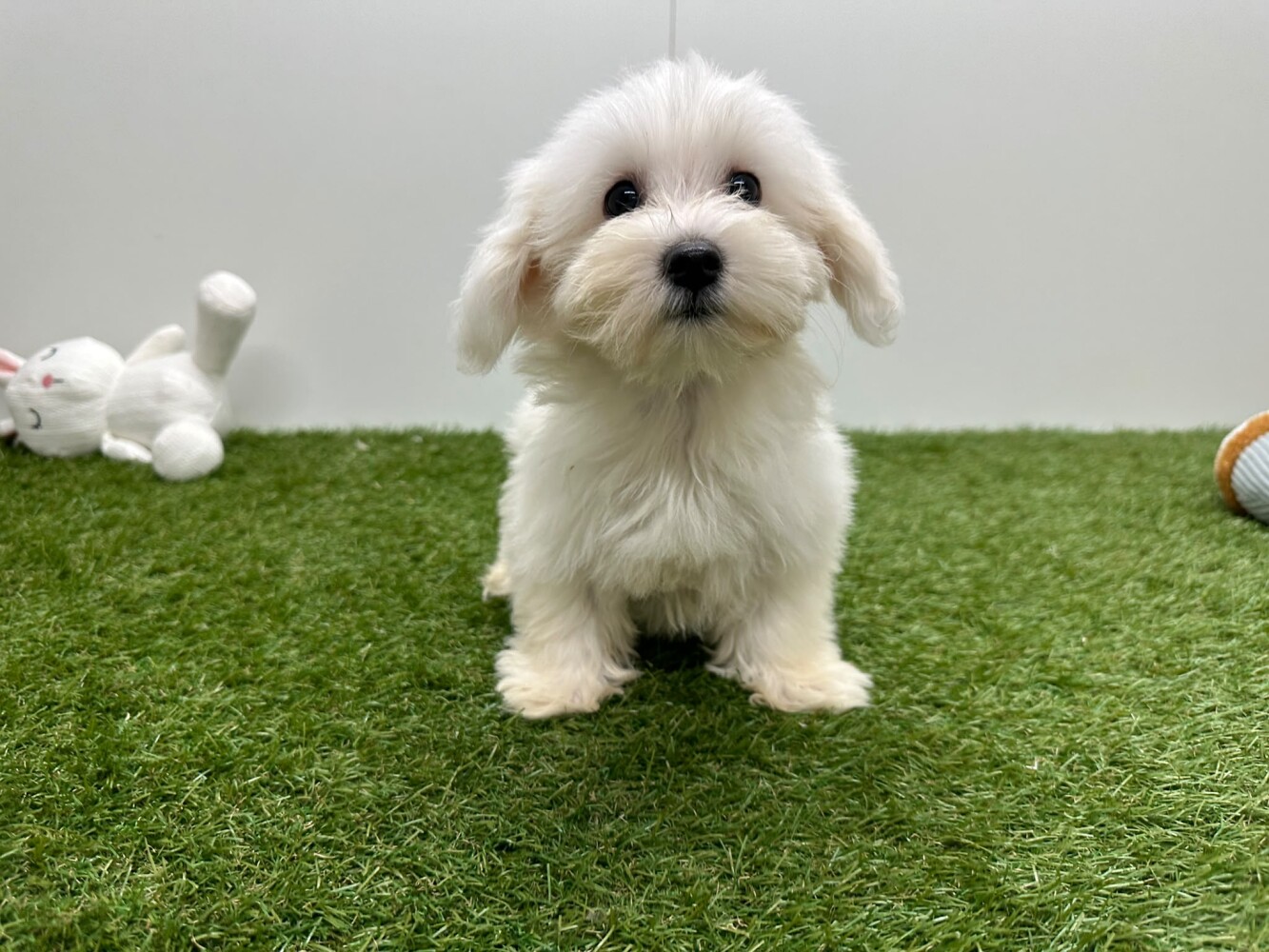 Maltezer Vrouwelijk Wit - PUP-ID 015541290 | Dierenhof Debrabandere