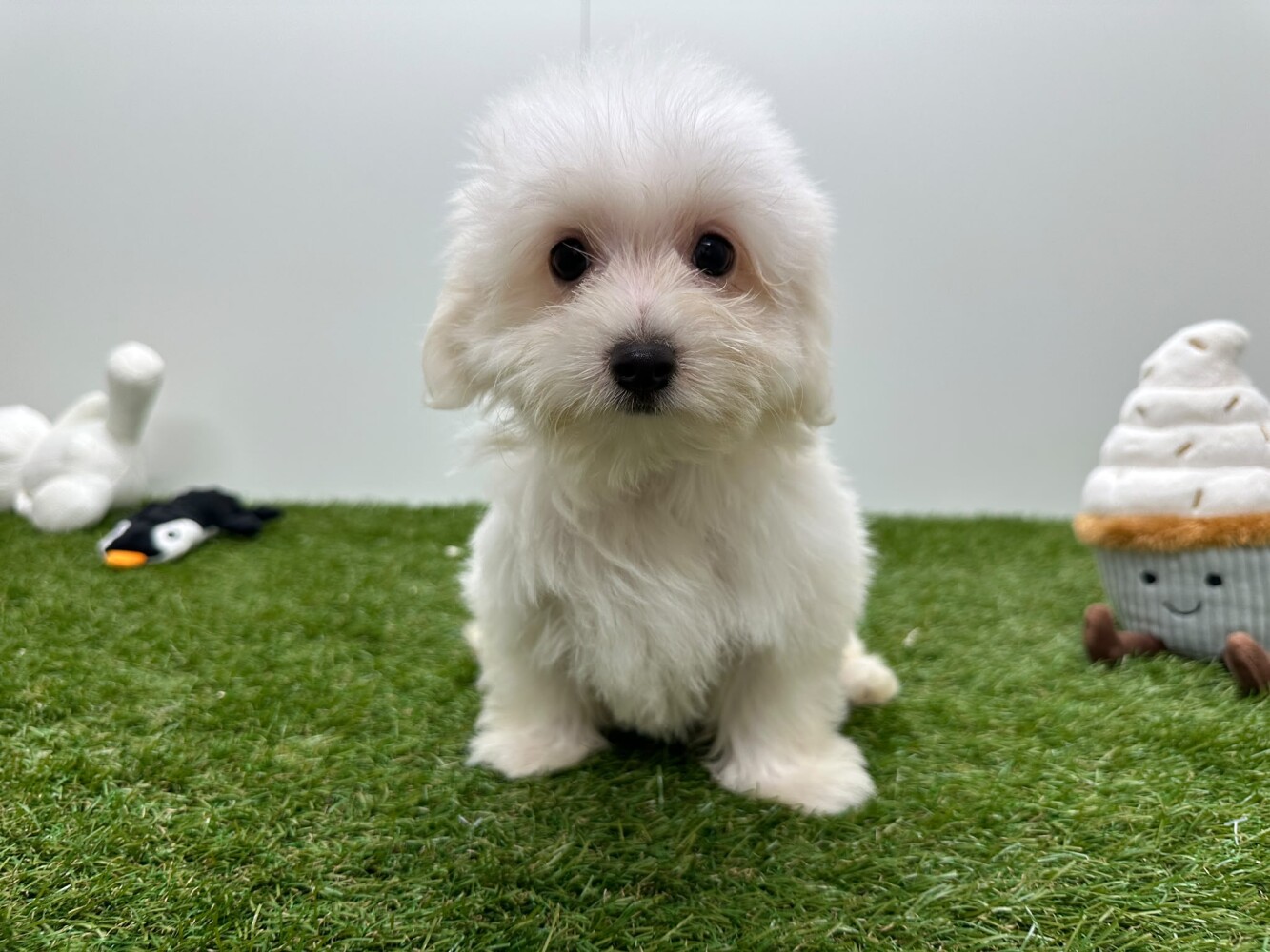 Bichon Maltais Male Blanc - PUP-ID 015541297 | Dierenhof Debrabandere