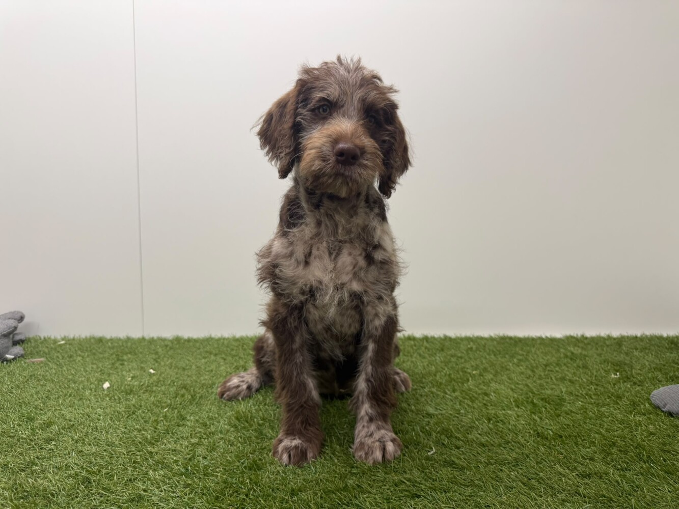 Labradoodle Mannelijk Merle - PUP-ID 016105047 | Dierenhof Debrabandere