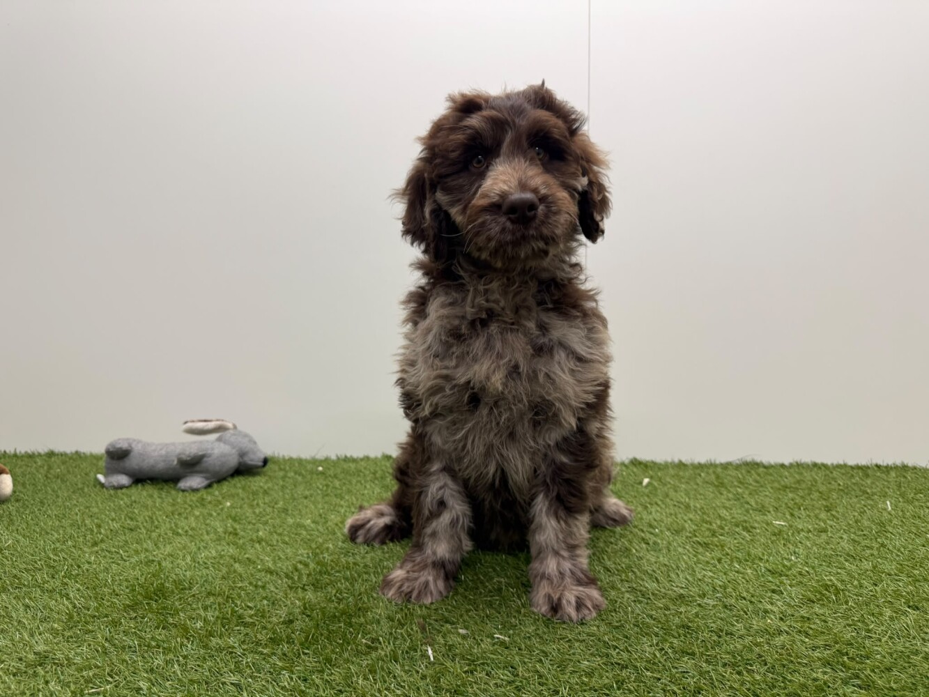 Labradoodle Mannelijk Merle - PUP-ID 016105048 | Dierenhof Debrabandere