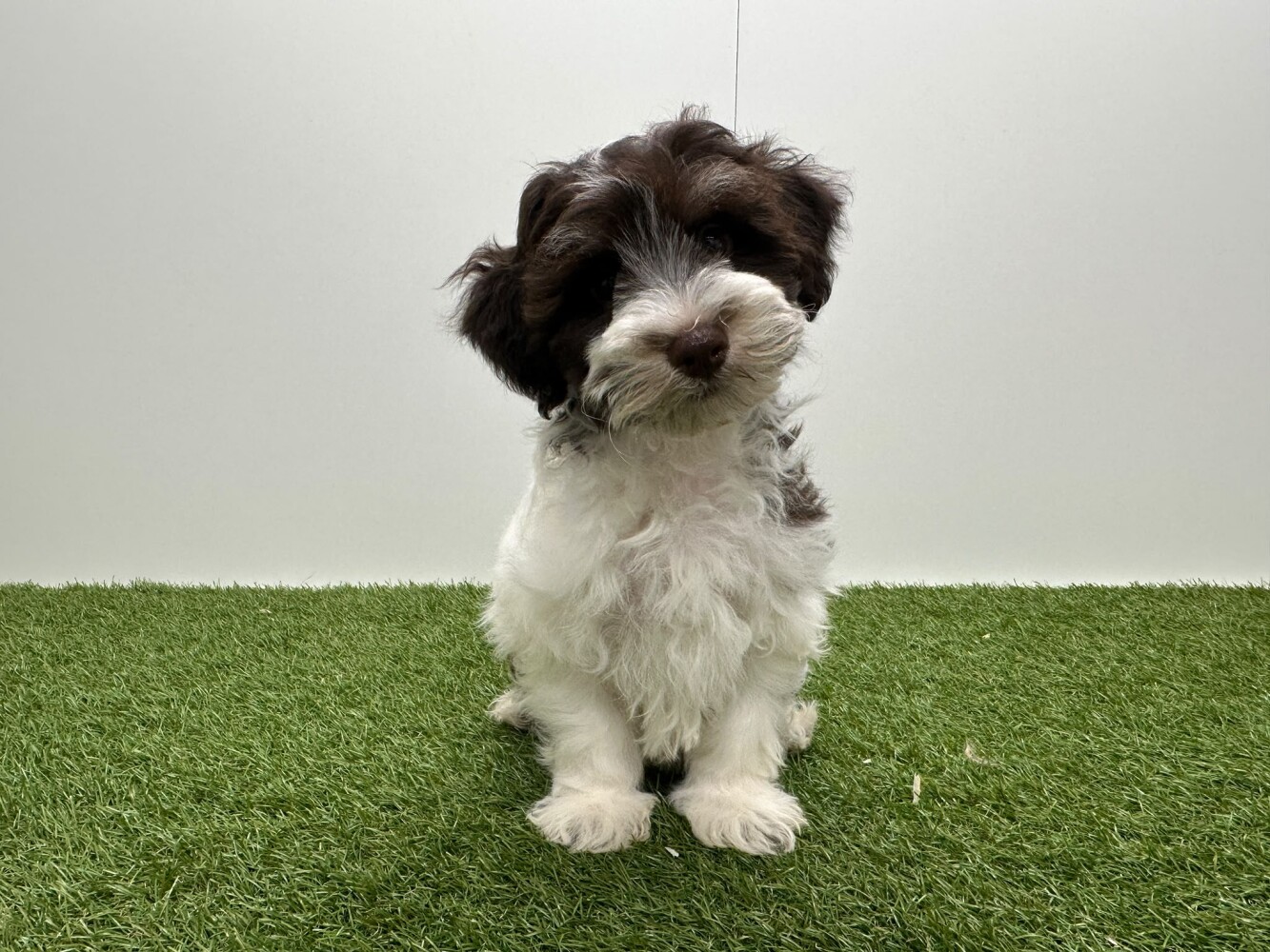 Havanezer Mannelijk Wit en chocolat - PUP-ID 016105052 | Dierenhof Debrabandere