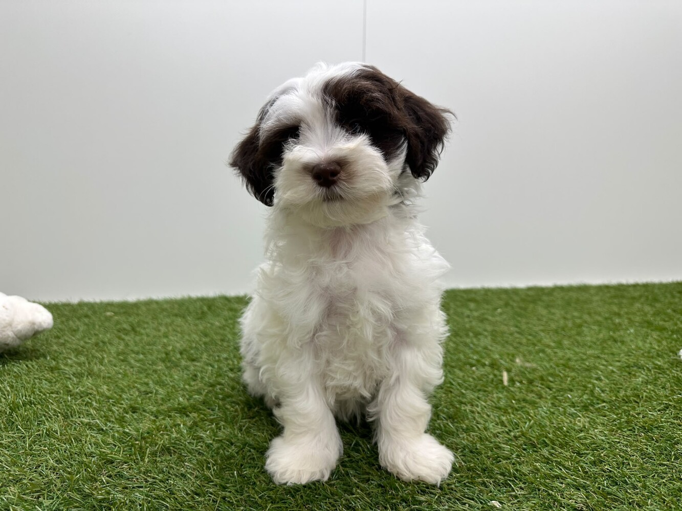 Havanese Female White and chocolat - PUP-ID 016105053 | Dierenhof Debrabandere
