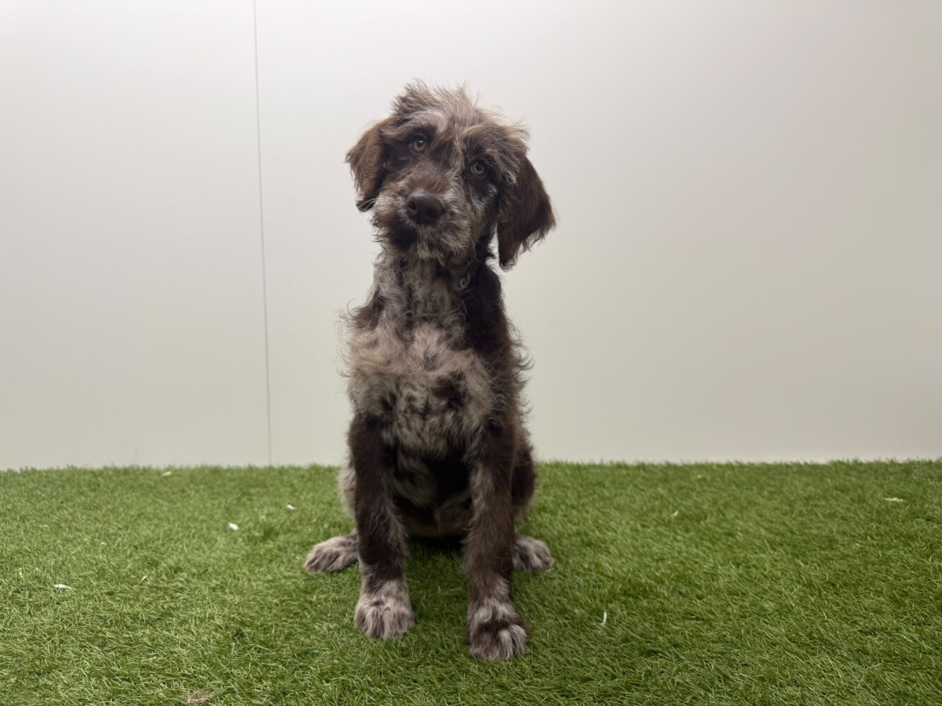 Labradoodle Vrouwelijk Merle - PUP-ID 016105058 | Dierenhof Debrabandere