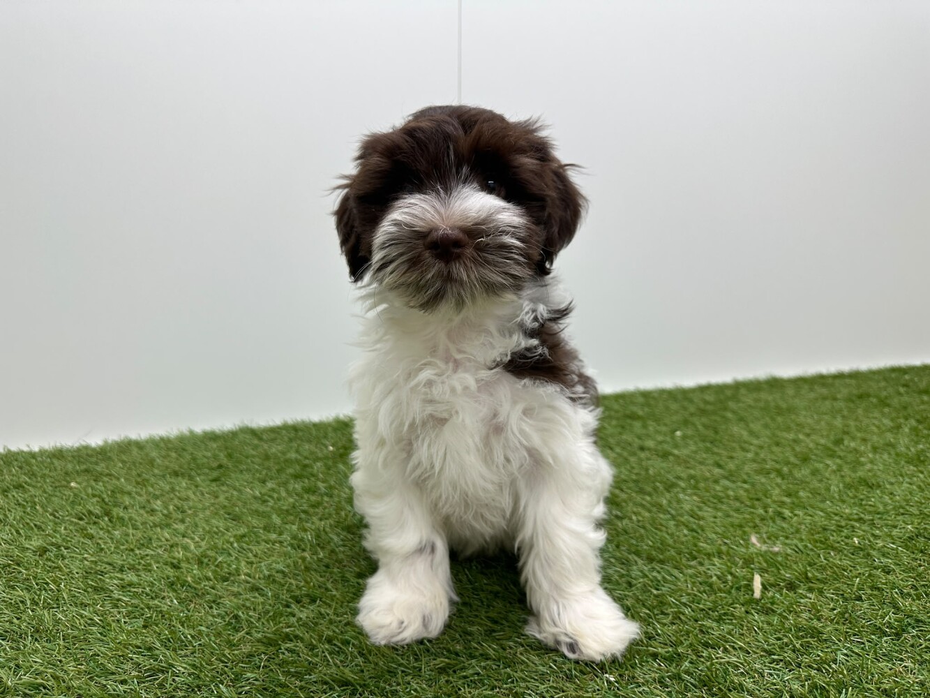 Havanezer Mannelijk Wit en chocolat - PUP-ID 016105059 | Dierenhof Debrabandere