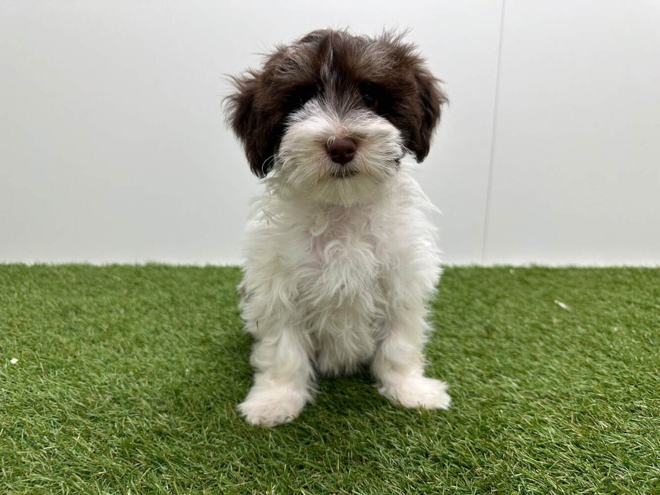 Havanezer Mannelijk Wit en chocolat - PUP-ID 016105060 | Dierenhof Debrabandere