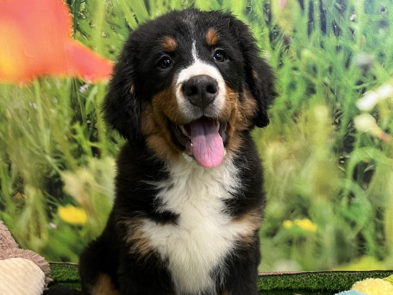 Bernese Mountain Dog Puppy for sale