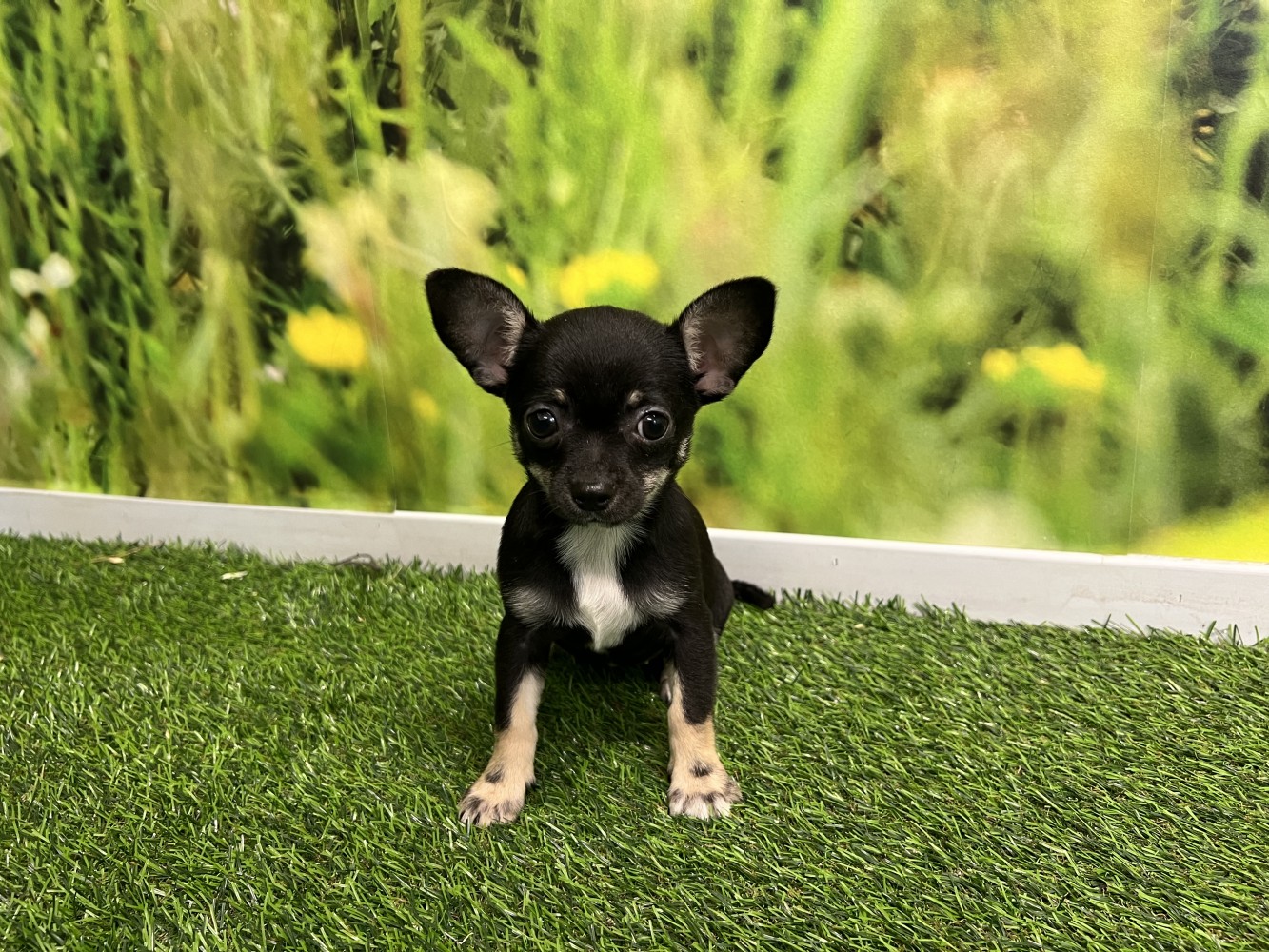 Chihuahua Puppy te koop