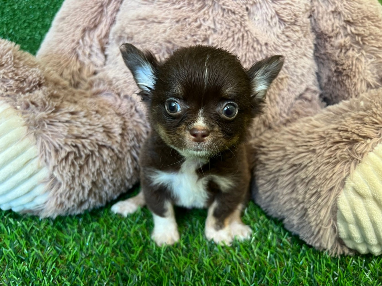 Chihuahua reu Puppy te koop 027970131