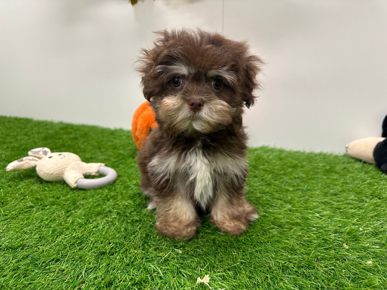 This Havanese is now available Havanese female Puppy for sale