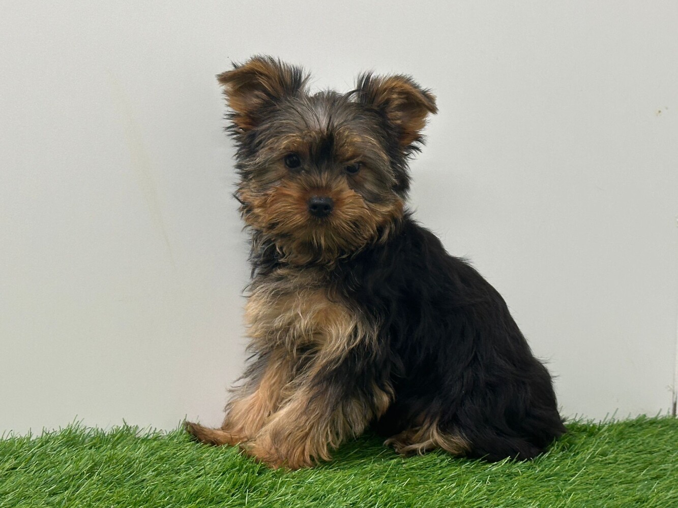 Yorkshire Terrier