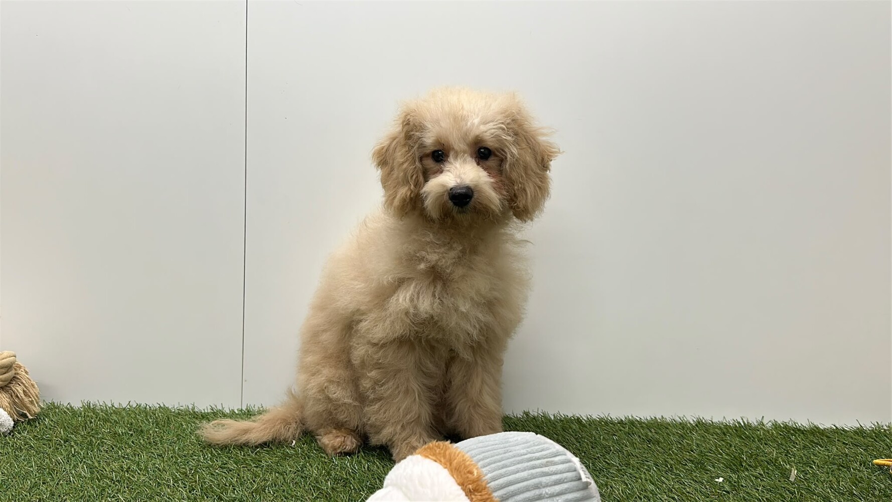 Kruising Vrouwelijk Abricot - PUP-ID 032326217 | Dierenhof Debrabandere