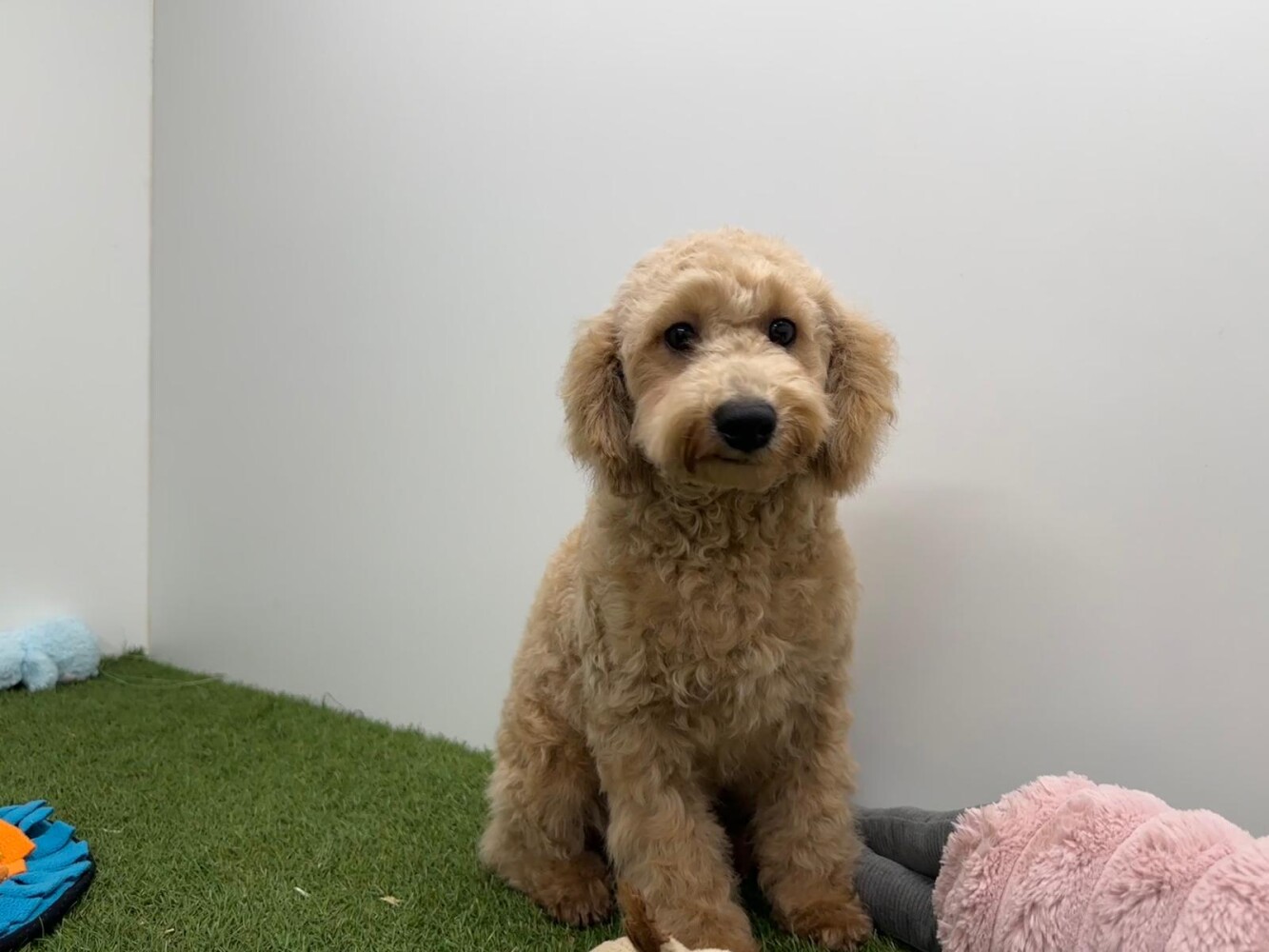 Kruising Mannelijk Abrikoos - PUP-ID 032326253 | Dierenhof Debrabandere