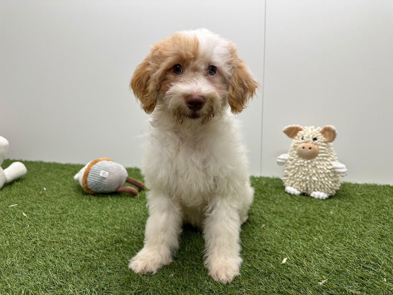 Cavapoo Femelle Bicolor - PUP-ID 032326399 | Dierenhof Debrabandere