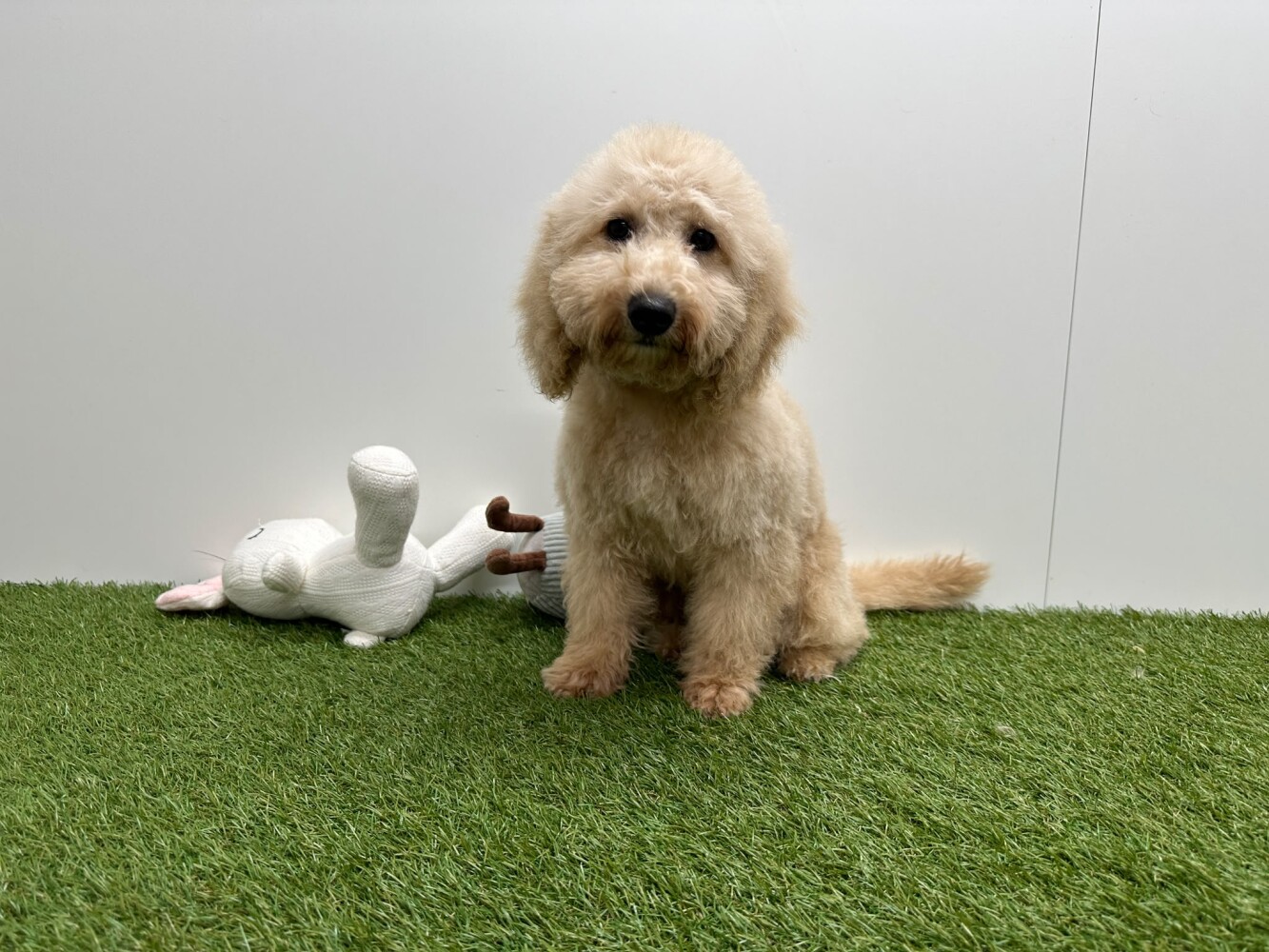 Croise Male Abricot - PUP-ID 032326413 | Dierenhof Debrabandere