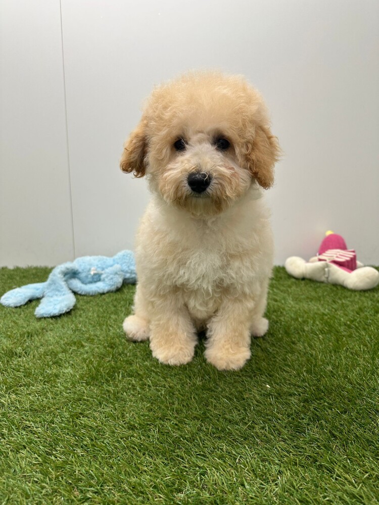 Poedel Mannelijk Champagne - PUP-ID 032327740 | Dierenhof Debrabandere