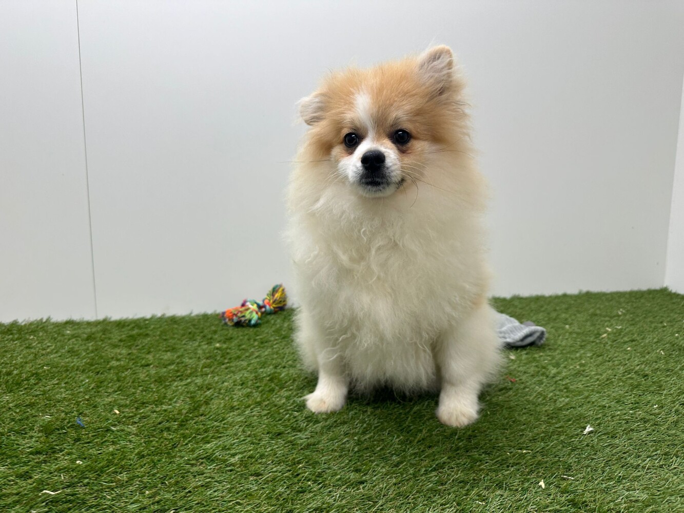 Spitz Nain