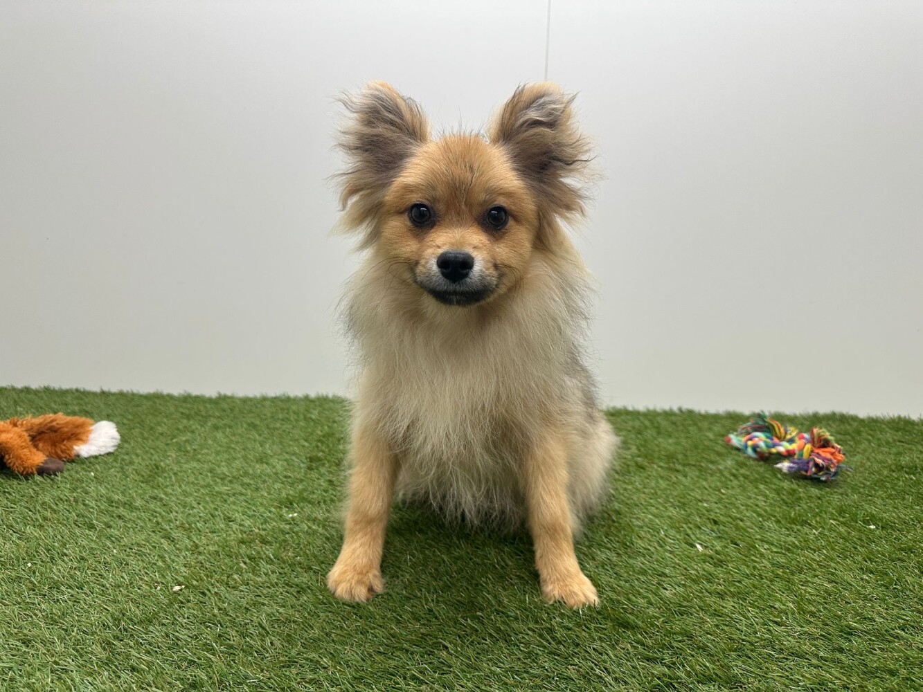 Miniature Spitz
