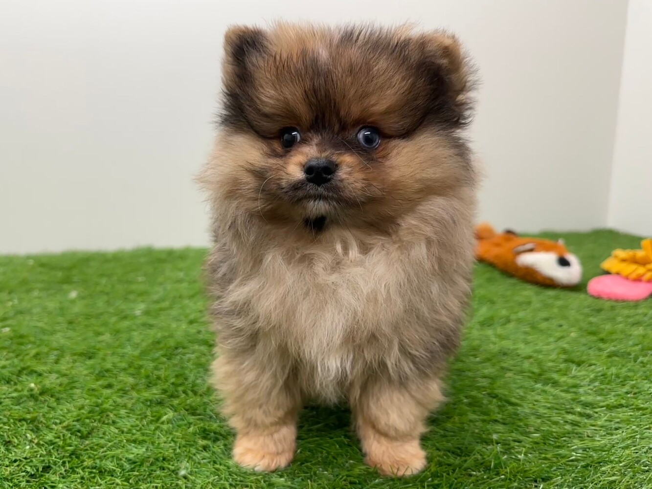 Pomeranian