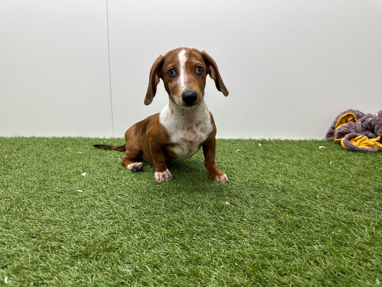 Teckel Mannelijk Merle - PUP-ID 032465051 | Dierenhof Debrabandere