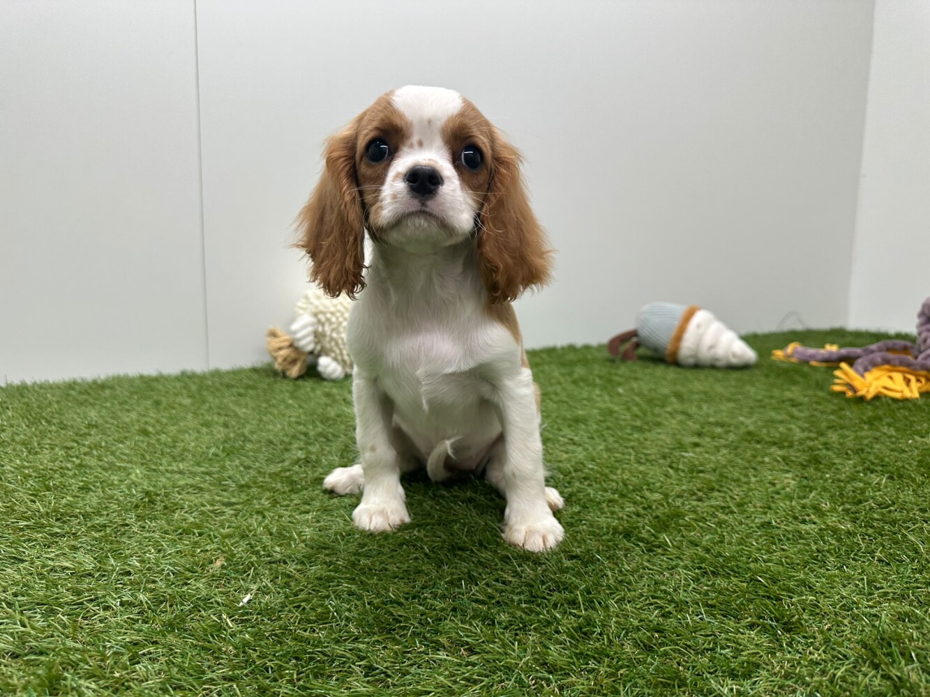 Cavalier King Charles Spaniel Femelle Blenheim - PUP-ID 032465060 | Dierenhof Debrabandere